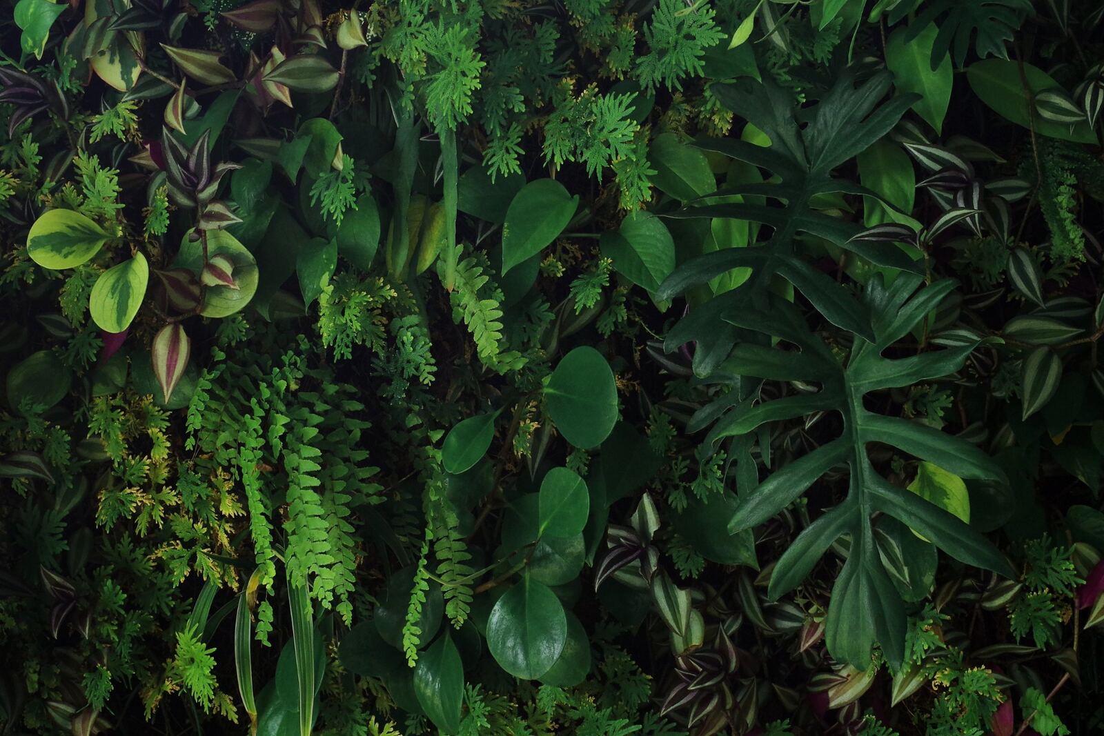 plants